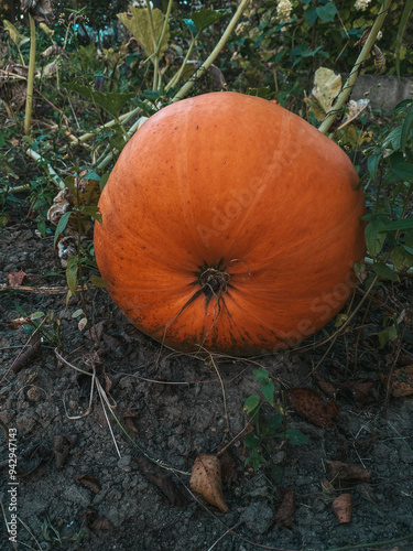 pumpkin on the ground