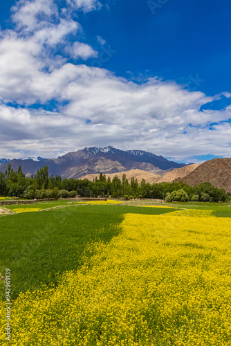 Landscape with mustard fields in the foreground and high-altitude mountains in the background.