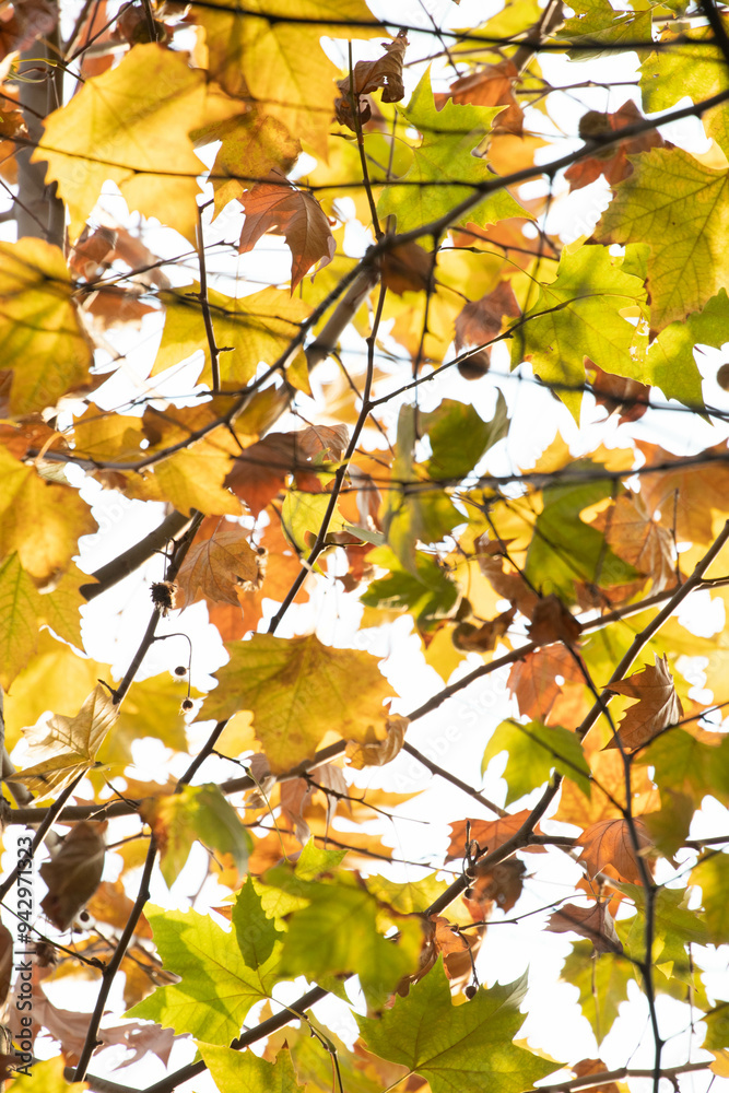 Autumn Concept, the scenery of The Park in November Autumn Concept, the scenery of The Park in November
