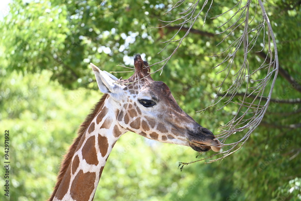 Fototapeta premium 動物園のキリン