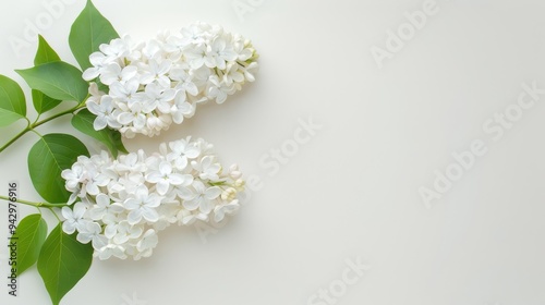 Two white flowers with green leaves are on a white background. The flowers are in full bloom and are the focal point of the image. The white background creates a sense of simplicity and purity
