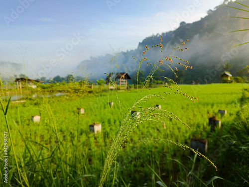 Morning atmosphere in rice fields with fog and cliffs photo