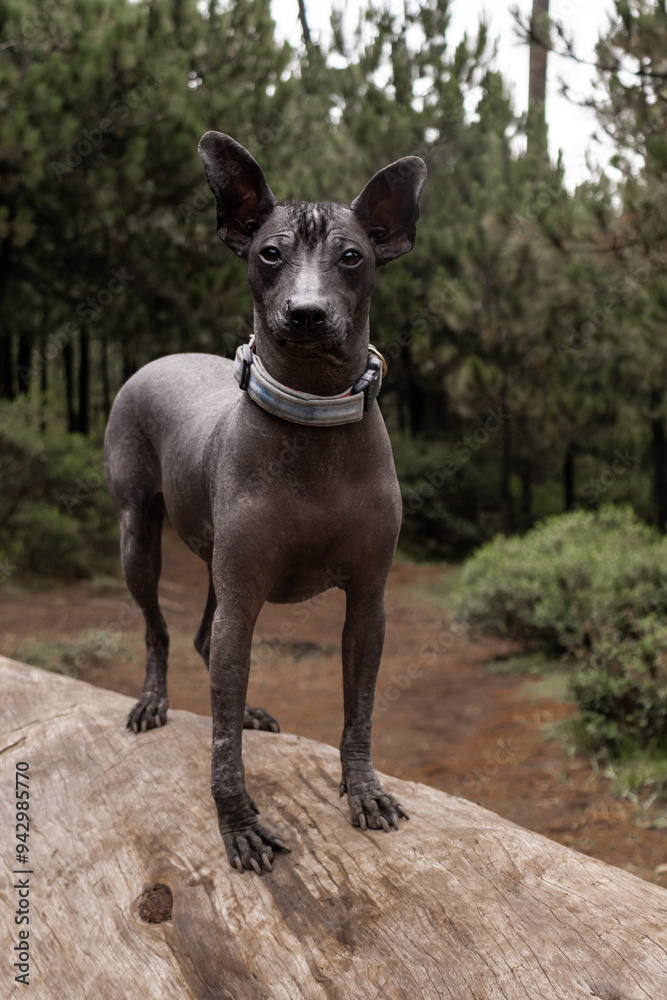 Xoloitzcuintle dog on a log in a rainy forest Xoloitzcuintle dog on a log in a rainy forest