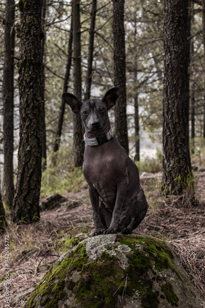 Xoloitzcuintle dog on a moss-covered rock in a forest Xoloitzcuintle dog on a moss-covered rock in a forest