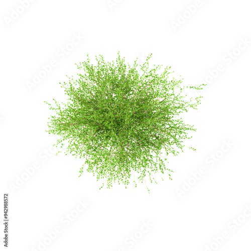 Canvastavla set of Betula nana tree on canvas from top view