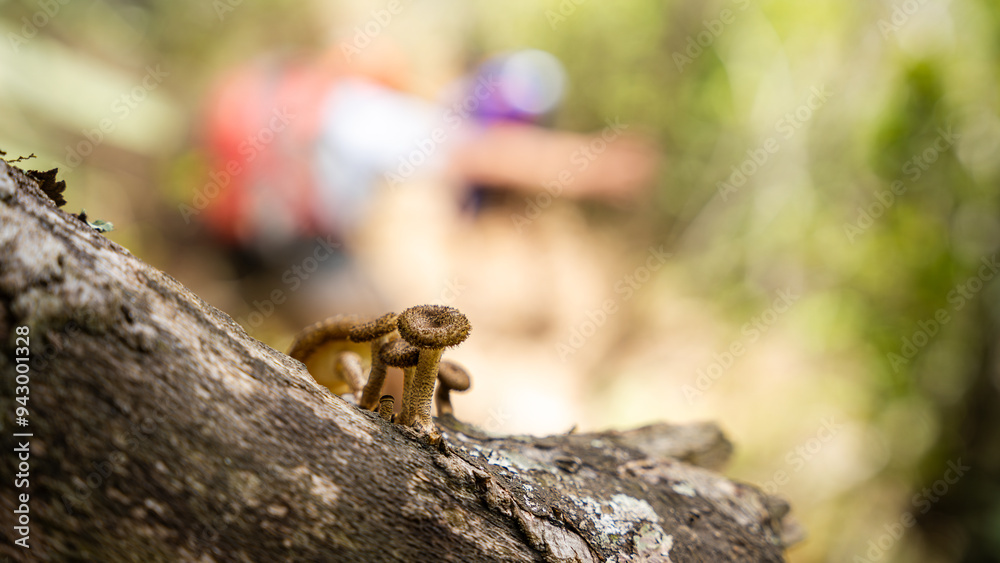 Focus on nature with blurred hiker in the background Focus on nature with blurred hiker in the background