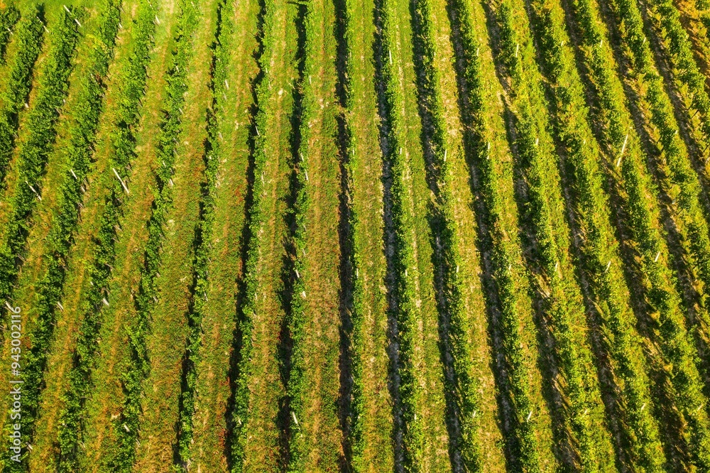 Vineyards in Plesivica region in Croatia, aerial overhead view