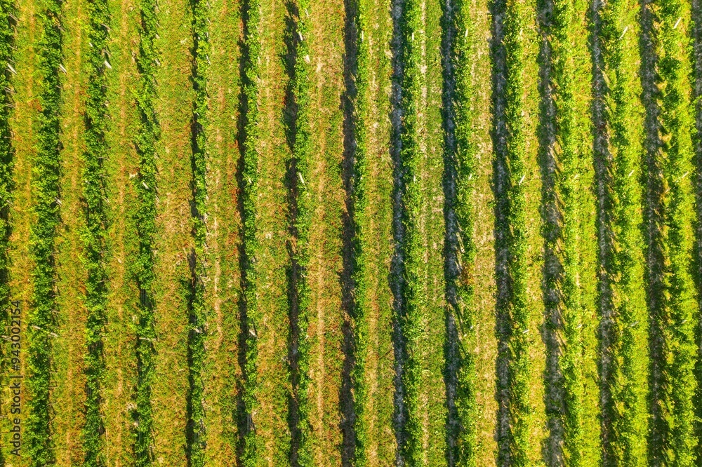 Vineyards in Plesivica region in Croatia, aerial overhead view