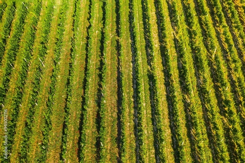 Obraz na płótnie Vineyards in Plesivica region in Croatia, aerial overhead view w salonie