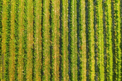 Obraz na płótnie Vineyards in Plesivica region in Croatia, aerial overhead view w salonie