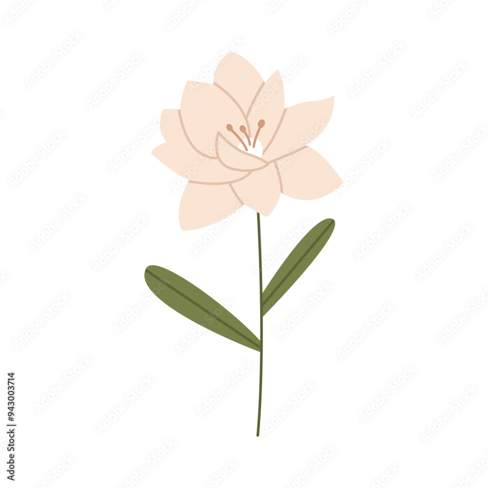 Wild flower illustration