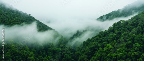 Wallpaper Mural Morning mist rolling through a dense forest, foggy weather, mysterious ambiance Torontodigital.ca