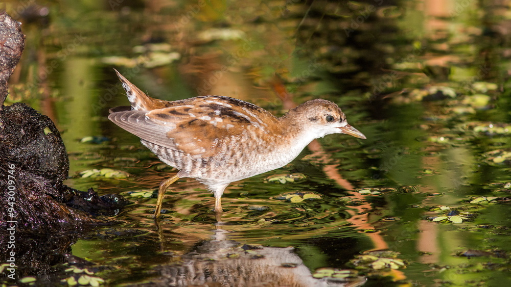 Fototapeta premium red headed gull