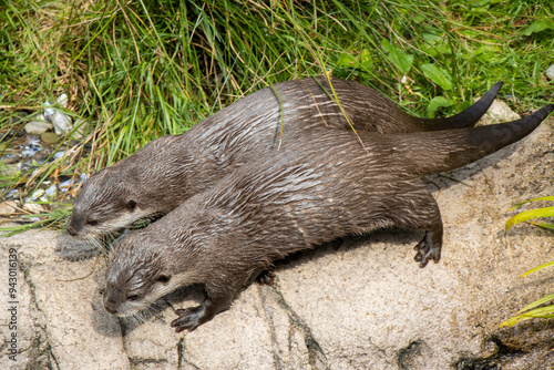 Otters in Perfect Sync: A Moment in Nature