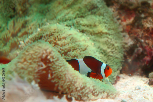 浅海で静かに過ごすカクレクマノミ