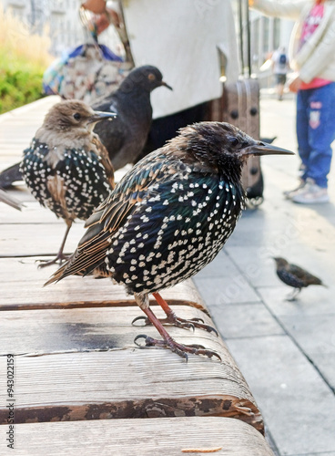 Foto A starling chick sits on a bench in the city on a summer day.
