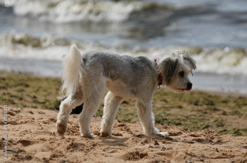 beautiful gray dog on the beach sand near the sea close up beautiful gray dog on the beach sand near the sea close up