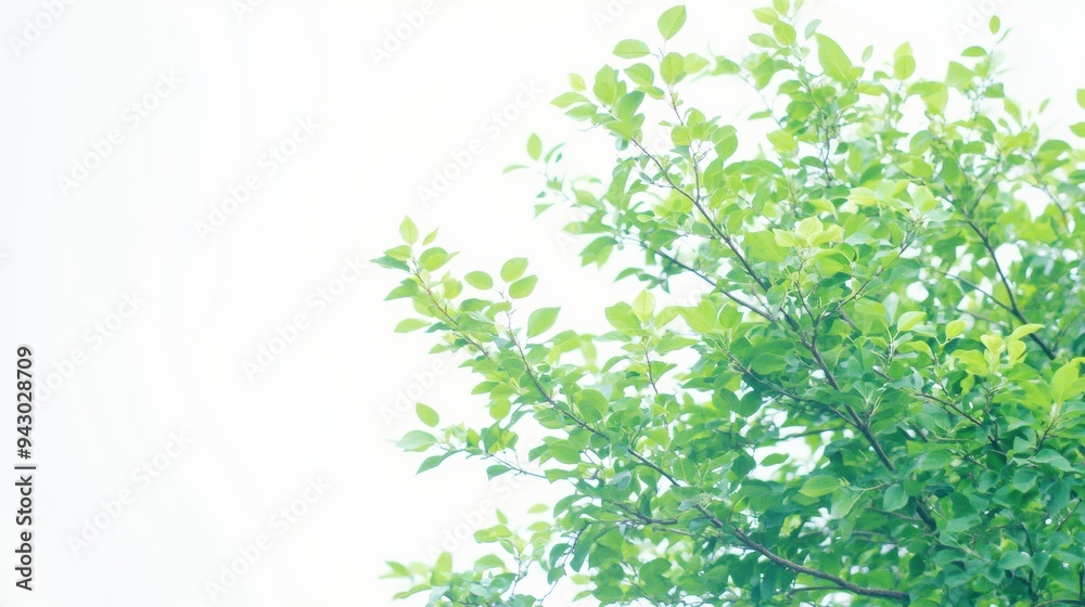 Fresh spring green leaves on soft background Fresh spring green leaves on soft background