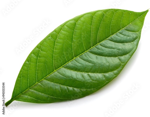 green cocoa leaf isolated white high resolution high details vibrant photo