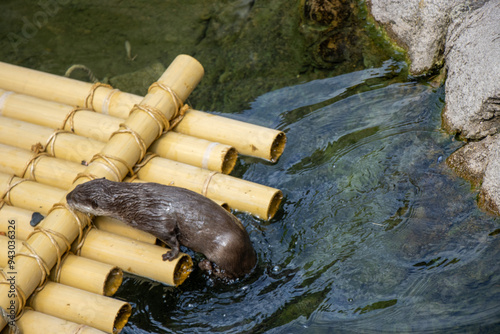 Otter Climbing onto a Raft