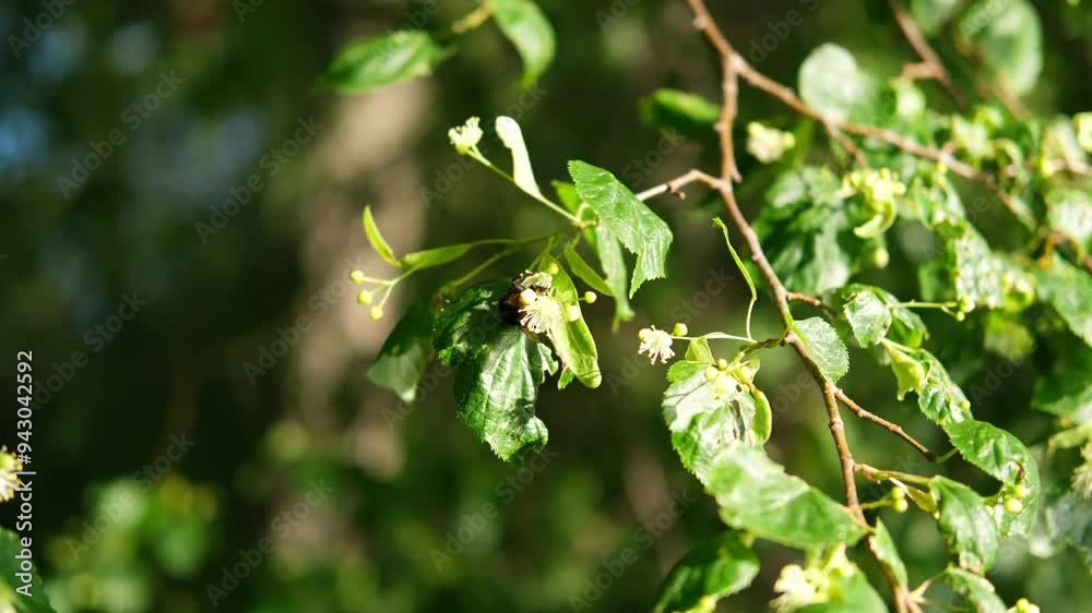 A bumblebee collects pollen from linden flowers. A bumblebee collects pollen from linden flowers.