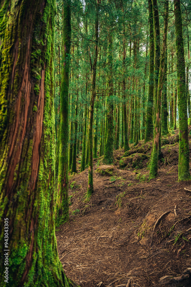 Enchanting azores forest with vibrant green moss Enchanting azores forest with vibrant green moss