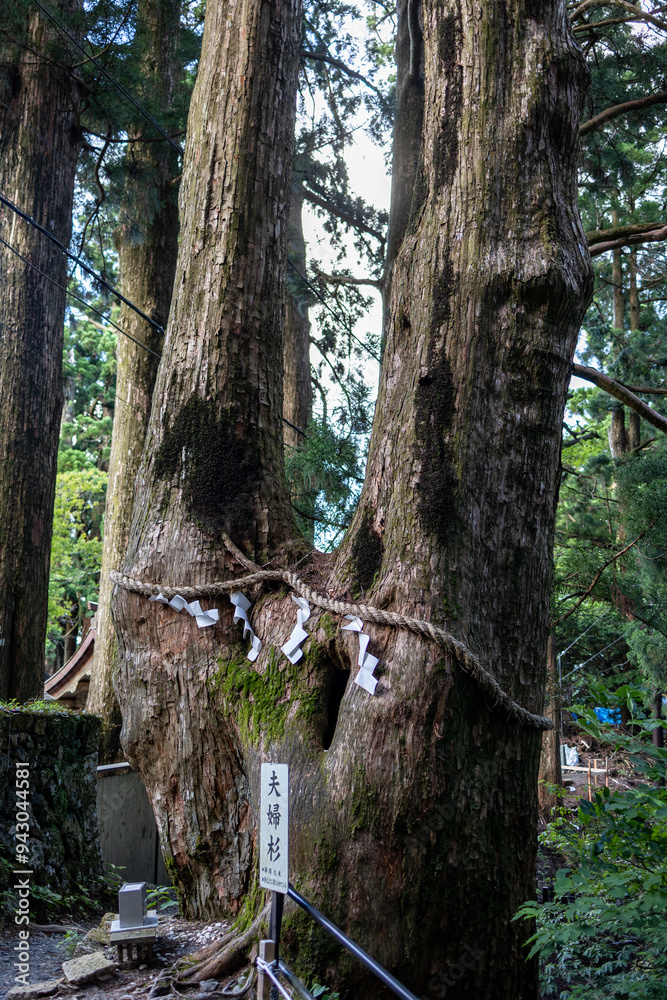 Obraz premium 玉置神社の夫婦杉