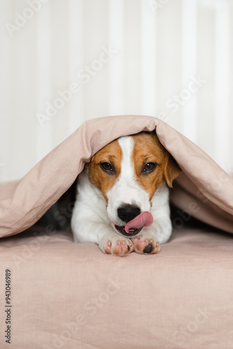 Cute Jack Russell Terrier dog lying on a bed, covered by a soft beige blanket. Funny puppy with brown and white fur, is peeking out from under the blanket, resting on the bed