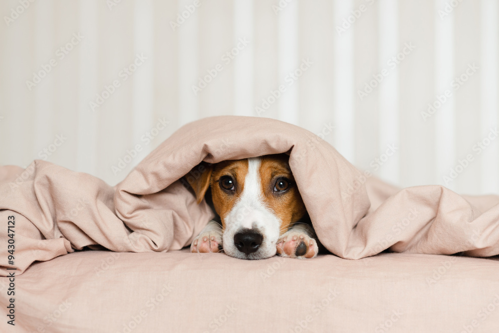 Cute Jack Russell Terrier dog lying on a bed, covered by a soft beige blanket. Funny puppy with brown and white fur, is peeking out from under the blanket, resting on the bed Cute Jack Russell Terrier dog lying on a bed, covered by a soft beige blanket. Funny puppy with brown and white fur, is peeking out from under the blanket, resting on the bed
