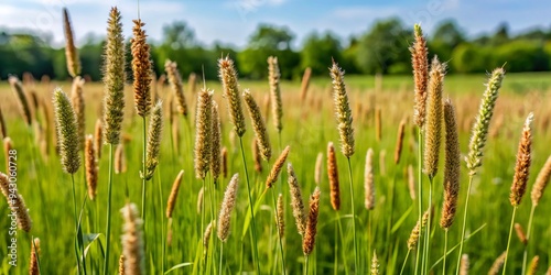 In a sun-kissed field, a patch of wild barnyardgrass sways gently, its green blades rippling like a wave, a snapshot of untamed beauty. photo