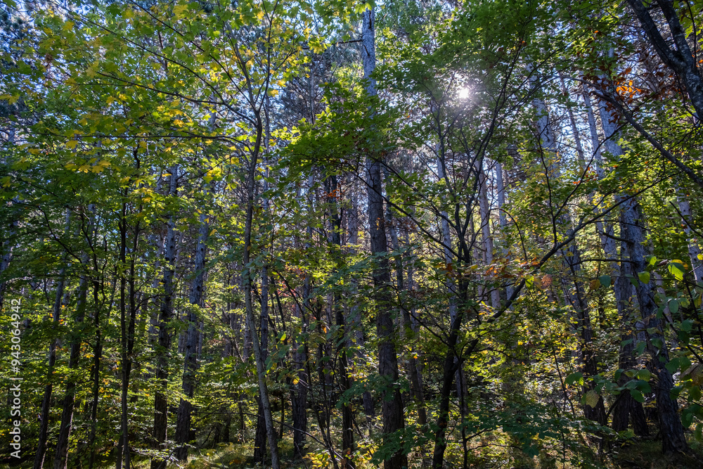 green forest in summer time green forest in summer time