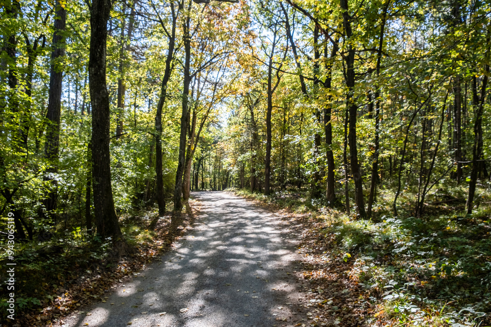 Fototapeta premium green forest in summer time