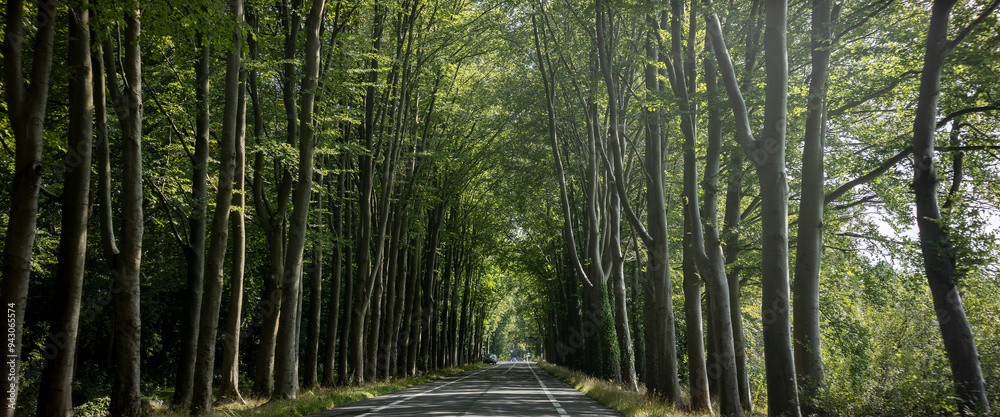 Obraz premium Street wide banner panorama view of public road in The Netherlands riding through a lane of trees with sunlight coming through