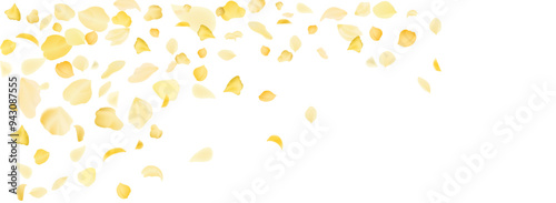 Yellow falling rose or sunflowers petals.Transparent panoramic horizontal background.Amber flower spring template.