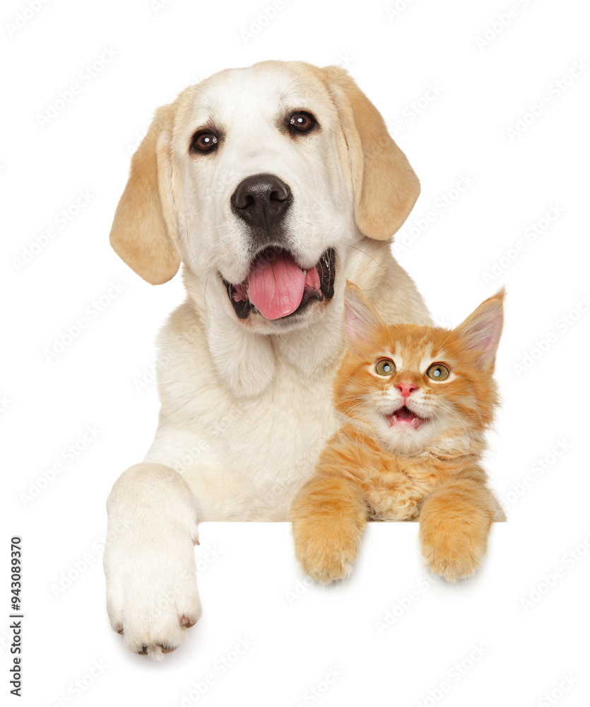 Labrador Retriever with Maine Coon Kitten