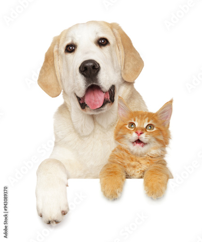 Obraz na płótnie Labrador Retriever with Maine Coon Kitten w salonie