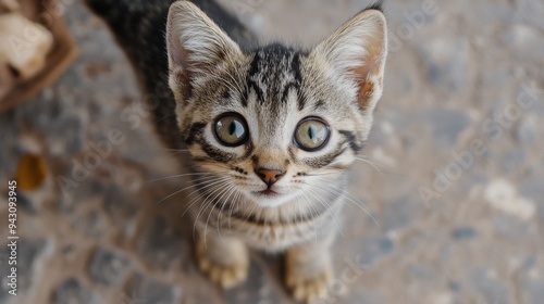 A small pearly cat at play looks at the camera