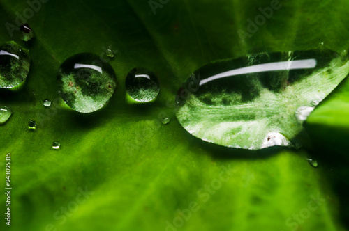 water drops on green leaf