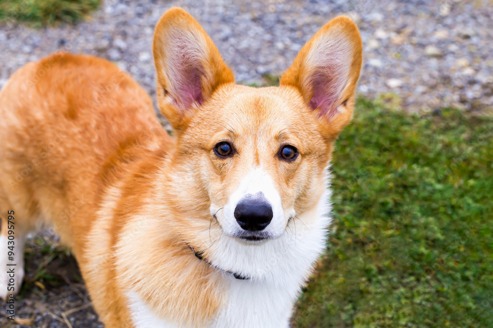 Close-up of corgi dog with big ears and white spot on his chest standing on gravel path and looking directly at camera with interest. Perfect for pet and animal themes Close-up of corgi dog with big ears and white spot on his chest standing on gravel path and looking directly at camera with interest. Perfect for pet and animal themes