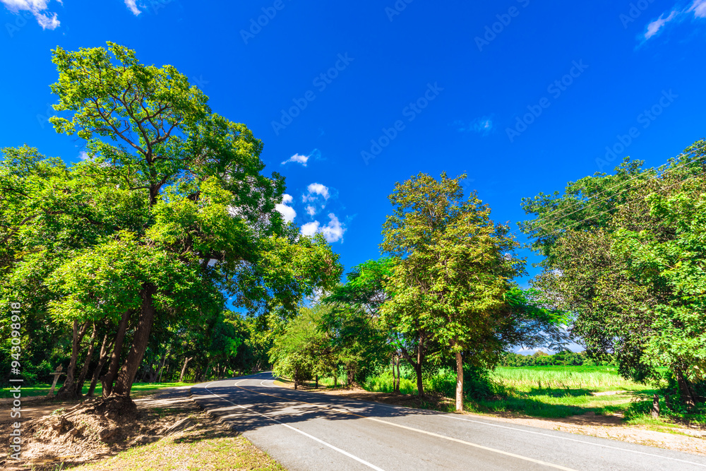Background of various species of trees growing on the foot of the mountain, on the high rocks on the mountain top, beautiful ecosystem, fresh air.