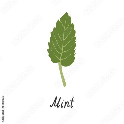 Mint leaf and the inscription mint on a white background. Vector flat illustration .