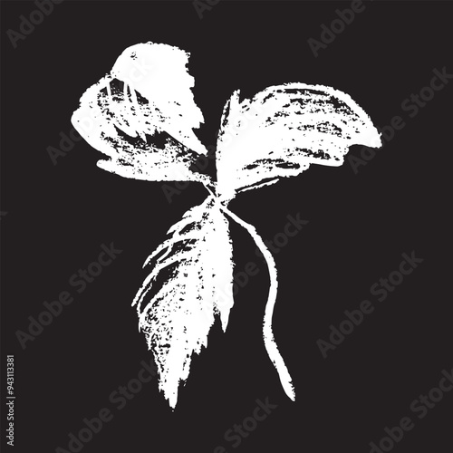 White chalk drawing of Raspberry on black background. Raspberries sign illustration in vector with natural chalk texture. Monochrome Blackberry icon, berry sketch, and Mulberry doodle design.