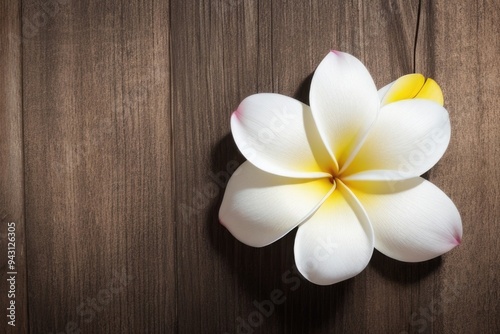 Plumeria flower over a wooden background with a copy space