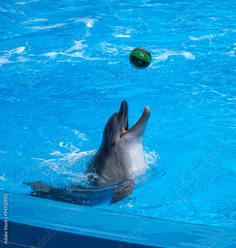 Dolphins performing at the dolphinarium in Sochi Adventure Park.