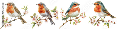 watercolor illustrations of robin birds perched on branches with delicate blossoms, capturing a serene and natural springtime scene cut out transparent isolated on white background PNG photo