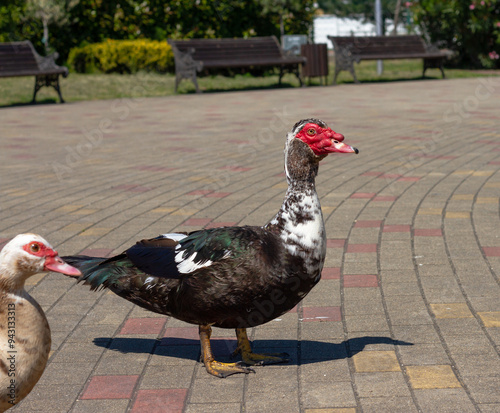 Muscovy duck (Cairina moschata) in park