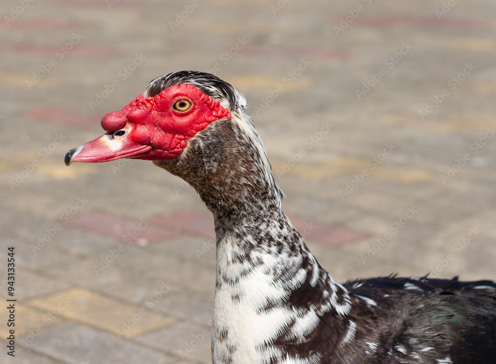 Muscovy duck (Cairina moschata) portrait close up