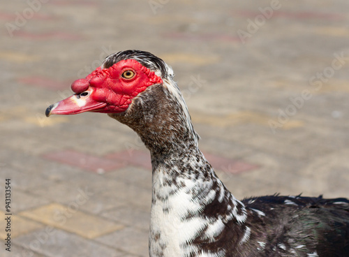Obraz na płótnie Muscovy duck (Cairina moschata) portrait close up w salonie