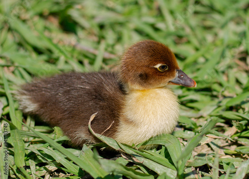 Chick of Muscovy duck (Cairina moschata) portrait photo