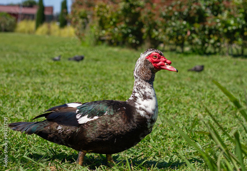 Obraz na płótnie Muscovy duck (Cairina moschata) in park w salonie
